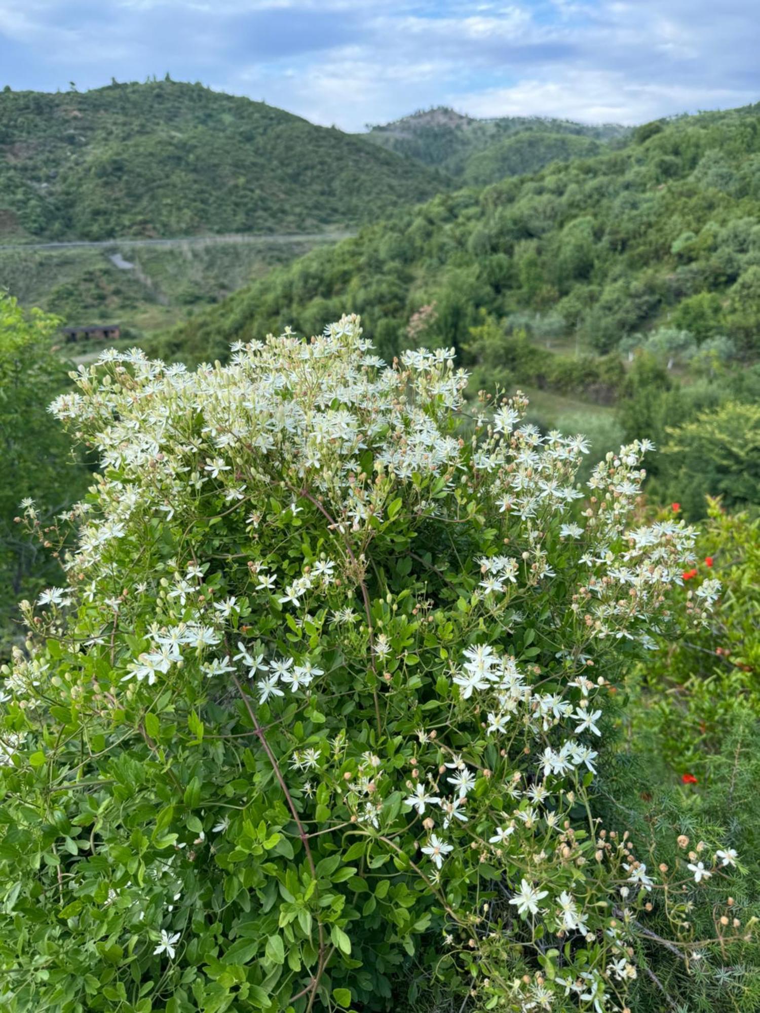 Qyteza Guest House & Camping Shkodër Buitenkant foto